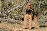 AIREDALE TERRIER 248